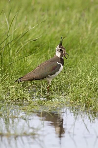 Lapwing calling, adult summer plumage. Deepdale Marsh Norfolk