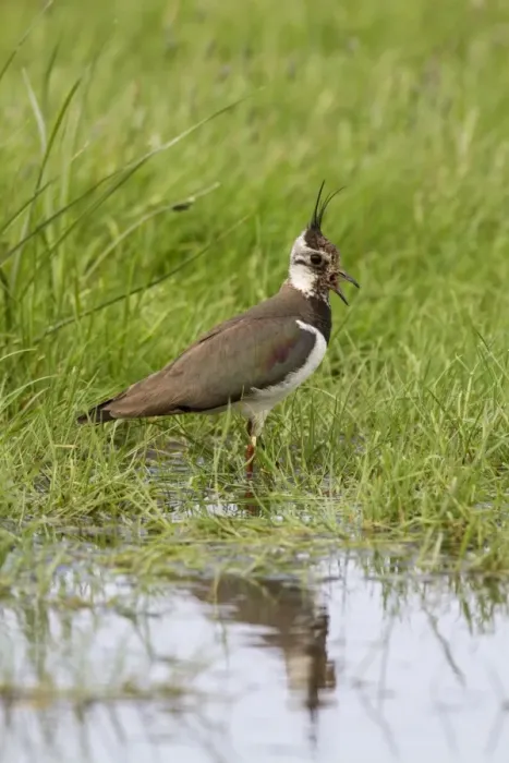 Framed Print : Lapwing calling, adult summer plumage. Deepdale Marsh Norfolk Framed Print : Lapwing calling, adult summer plumage. Deepdale Marsh Norfolk
