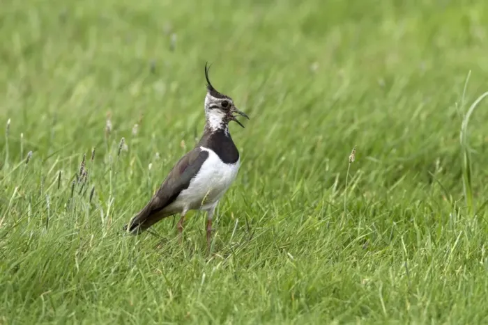Framed Print : Lapwing calling, adult summer plumage. Deepdale Marsh Norfolk Framed Print : Lapwing calling, adult summer plumage. Deepdale Marsh Norfolk
