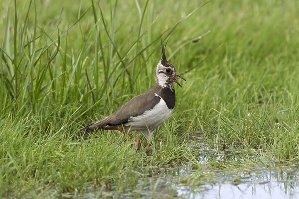 Lapwing calling, adult summer plumage. Deepdale Marsh Norfolk