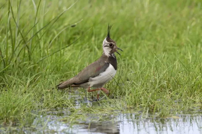 Framed Print : Lapwing calling, adult summer plumage. Deepdale Marsh Norfolk