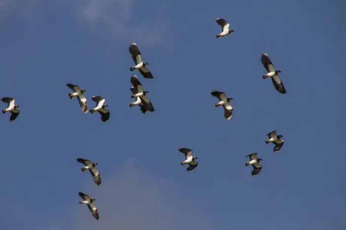 Framed Print : Lapwing flock on autumn migration Framed Print : Lapwing flock on autumn migration