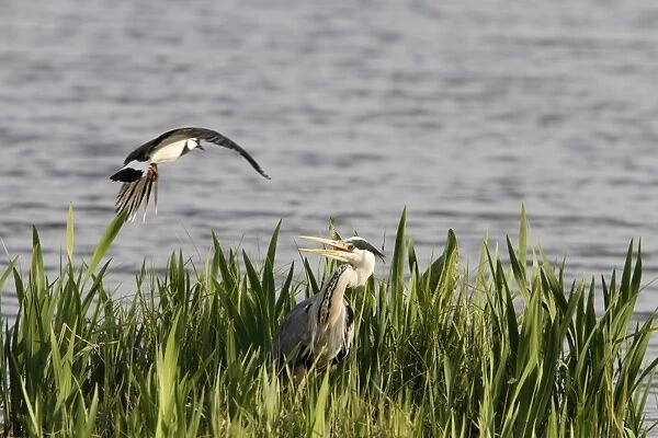 Lapwing mobbing a grey heron which is near its nest, Grey Heron are great predators of other birds eggs and young