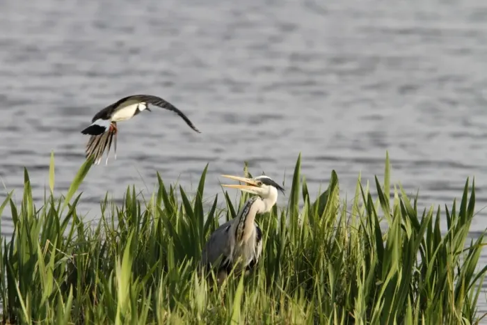 Framed Print : Lapwing mobbing a grey heron which is near its nest, Grey Heron are great predators of other birds eggs and young Framed Print : Lapwing mobbing a grey heron which is near its nest, Grey Heron are great predators of other birds eggs and young