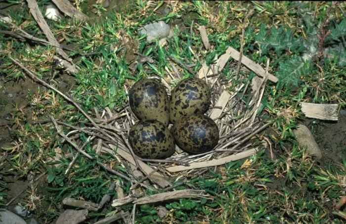 Framed Print : Lapwing (Vanellus vanellus) Nest with eggs Framed Print : Lapwing (Vanellus vanellus) Nest with eggs