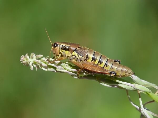 Large Banded Grasshopper (Arcyptera fusca) adult female, cleaning antennae, resting on willowherb stem, Simplon Pass