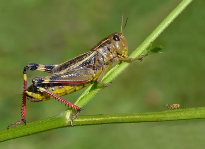 Framed Print : Large Banded Grasshopper (Arcyptera fusca) adult female, resting on stem, Cannobina Valley, Italian Alps, Piedmont Framed Print : Large Banded Grasshopper (Arcyptera fusca) adult female, resting on stem, Cannobina Valley, Italian Alps, Piedmont