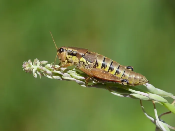 Framed Print : Large Banded Grasshopper (Arcyptera fusca) adult female, cleaning antennae, resting on willowherb stem, Simplon Pass Framed Print : Large Banded Grasshopper (Arcyptera fusca) adult female, cleaning antennae, resting on willowherb stem, Simplon Pass