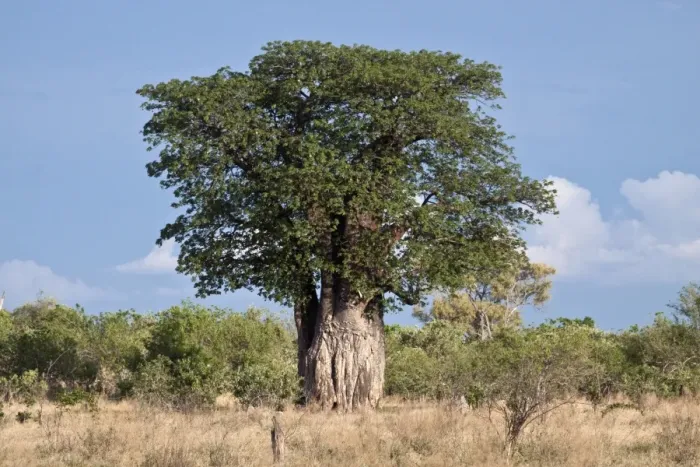 Framed Print : A very Large Baobab tree in leaf - Botswana Framed Print : A very Large Baobab tree in leaf - Botswana