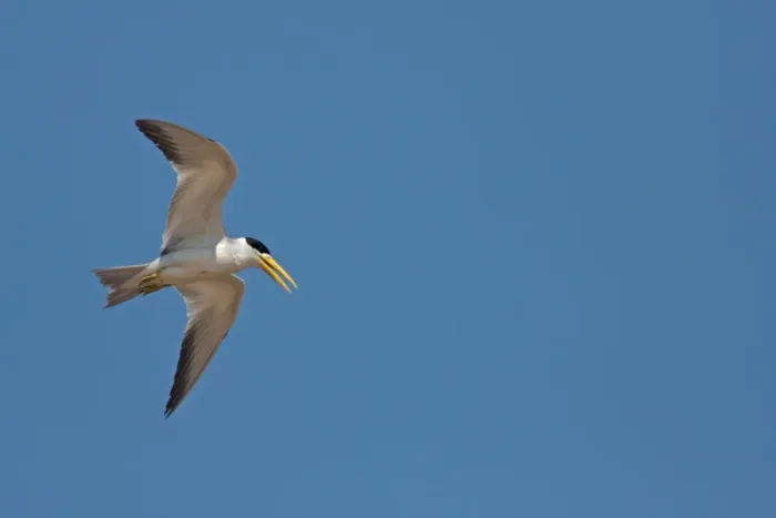 Framed Print : Large-billed Tern (Phaetusa simplex) adult, breeding plumage, in flight, Cuiaba River, Mato Grosso, Brazil, september Framed Print : Large-billed Tern (Phaetusa simplex) adult, breeding plumage, in flight, Cuiaba River, Mato Grosso, Brazil, september