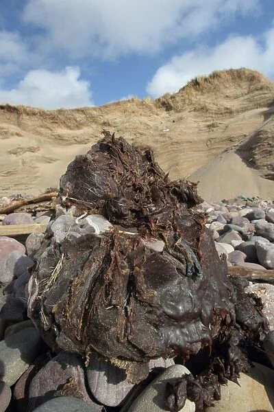 Large blob of grease washed up on beach, Gower Peninsula, West Glamorgan, South Wales, March