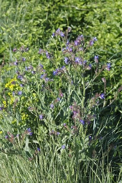 Large Blue Alkanet (Anchusa azurea) flowering, near Minerve, Herault, Languedoc-Roussillon, France, may