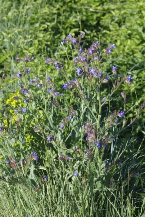 Framed Print : Large Blue Alkanet (Anchusa azurea) flowering, near Minerve, Herault, Languedoc-Roussillon, France, may
