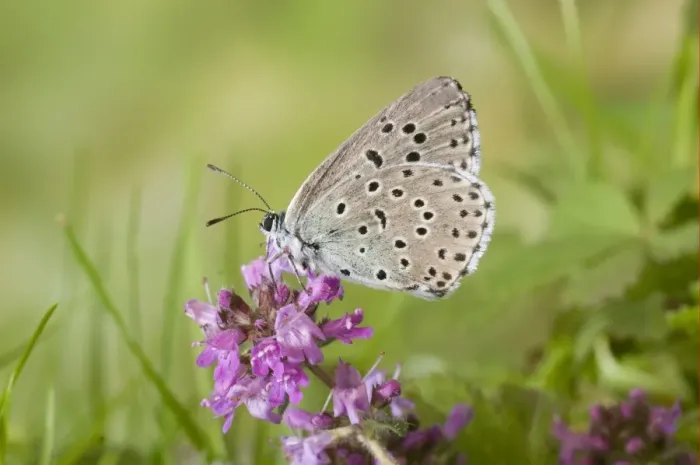 Framed Print : Large Blue (Maculinea arion) adult, underside, resting on thyme flowers, Somerset, England, june Framed Print : Large Blue (Maculinea arion) adult, underside, resting on thyme flowers, Somerset, England, june
