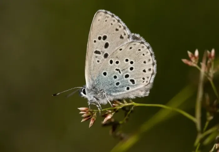 Framed Print : Large Blue (Maculinea arion) alpine form, adult, resting on stem at 2000m, Eastern Swiss Alps, Switzerland, june