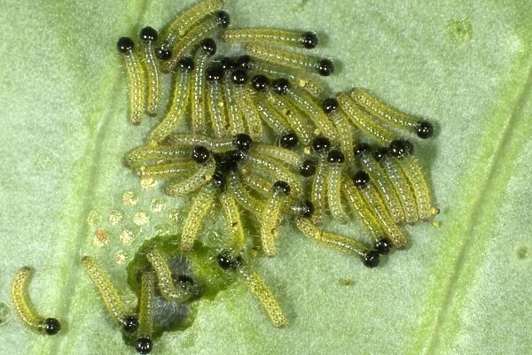 large or cabbage white butterfly, Pieris brassicae, neonate caterpillars feeding on a cabbage leaf