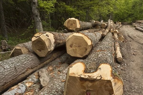 Large felled trunks of Norway Spruce (Picea abies) in forest, Vercors, French Alps, France, May