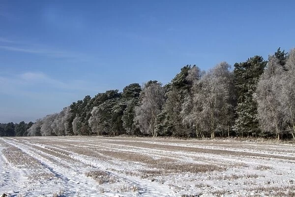 This large field next to Knettishall Heath, is in the Brecklands on the Suffolk, Norfolk border
