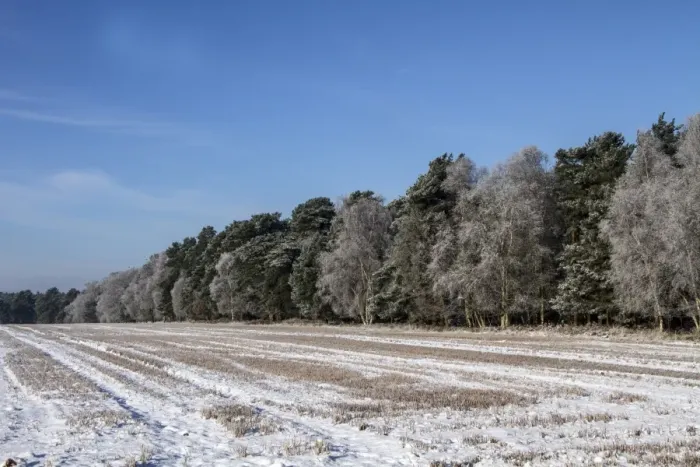 Framed Print : This large field next to Knettishall Heath, is in the Brecklands on the Suffolk, Norfolk border Framed Print : This large field next to Knettishall Heath, is in the Brecklands on the Suffolk, Norfolk border