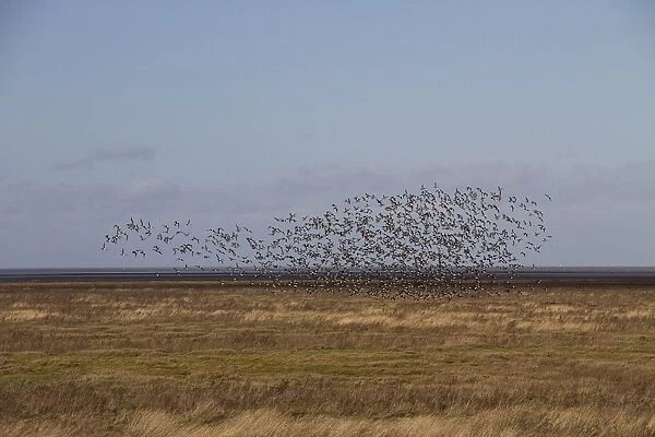 Large flock of Dark bellied Brent Geese on the North Norfolk coast near the Wash