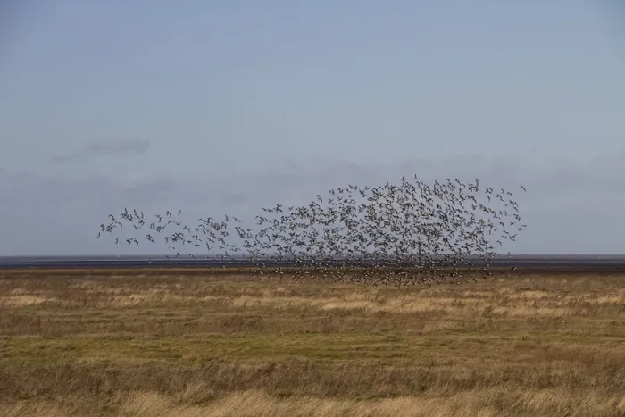 Framed Print : Large flock of Dark bellied Brent Geese on the North Norfolk coast near the Wash Framed Print : Large flock of Dark bellied Brent Geese on the North Norfolk coast near the Wash