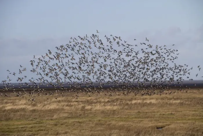 Framed Print : Large flock of Dark bellied Brent Geese on the North Norfolk coast near the Wash
