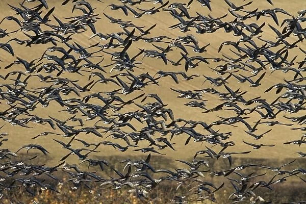 A large flock of Pink Footed Geese take flight from a sugar beet field