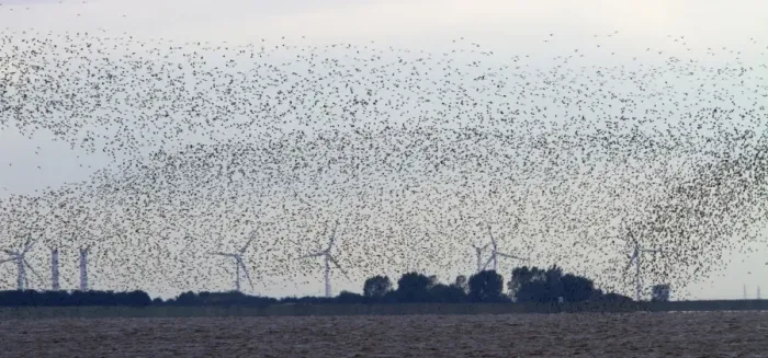Framed Print : Large flock of wintering Knot fly above their roosting grounds at Snettisham with wind power turbine behind Framed Print : Large flock of wintering Knot fly above their roosting grounds at Snettisham with wind power turbine behind