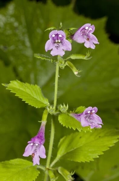 Large-flowered Calamint (Calamintha grandiflora) close-up of flowers, Auvergne, France, August