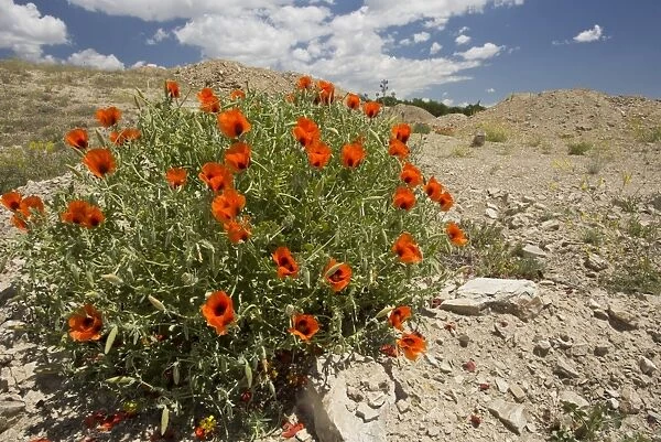 Large-flowered Horned Poppy (Glaucium grandiflorum) flowering, Pontic Mountains, Anatolia, Turkey, July