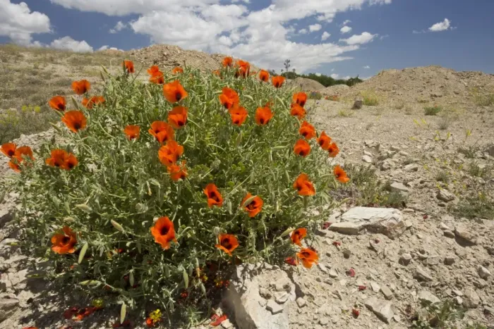 Framed Print : Large-flowered Horned Poppy (Glaucium grandiflorum) flowering, Pontic Mountains, Anatolia, Turkey, July Framed Print : Large-flowered Horned Poppy (Glaucium grandiflorum) flowering, Pontic Mountains, Anatolia, Turkey, July