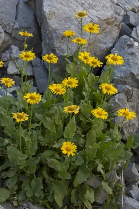 Framed Print : Large-flowered Leopards Bane (Doronicum grandiflorum) flowering, Maritime Alps, France, September Framed Print : Large-flowered Leopards Bane (Doronicum grandiflorum) flowering, Maritime Alps, France, September