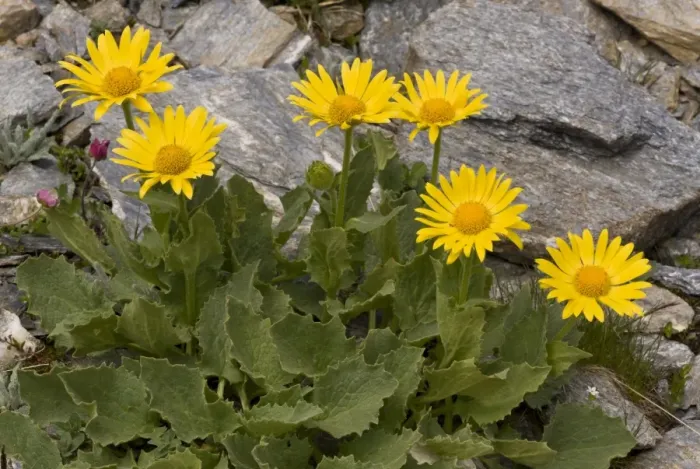 Framed Print : Large-flowered Leopards Bane (Doronicum grandiflorum) flowering, Vanoise N. P. French Alps, France, July Framed Print : Large-flowered Leopards Bane (Doronicum grandiflorum) flowering, Vanoise N. P. French Alps, France, July