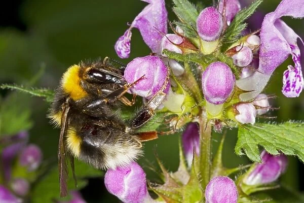 Large Garden Bumblebee (Bombus ruderatus) queen, feeding on Hemp-nettle (Galeopsis sp. ) flowers, Ariege Pyrenees