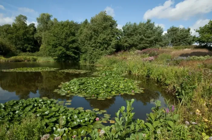 Framed Print : Large garden pond with waterlilies, Millennium Garden, Pensthorpe, Norfolk, England, september Framed Print : Large garden pond with waterlilies, Millennium Garden, Pensthorpe, Norfolk, England, september