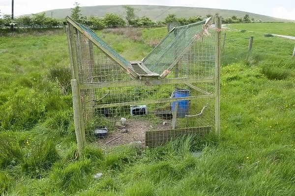 Large larsen trap used on shooting estate to capture crows, England, may