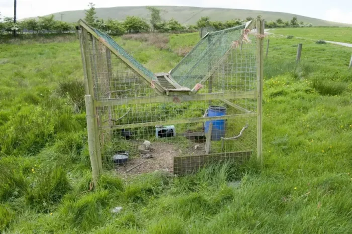 Framed Print : Large larsen trap used on shooting estate to capture crows, England, may Framed Print : Large larsen trap used on shooting estate to capture crows, England, may