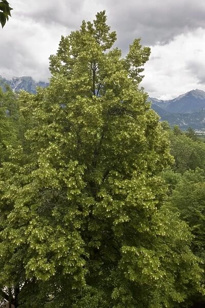Large-leafed Lime (Tilia platyphyllos) habit, growing in limestone cliff woodland, Bled, Julian Alps, Slovenia, june