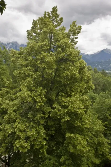 Framed Print : Large-leafed Lime (Tilia platyphyllos) habit, growing in limestone cliff woodland, Bled, Julian Alps, Slovenia, june