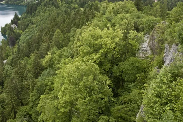 Framed Print : Large-leafed Lime (Tilia platyphyllos) limestone cliff woodland habitat, Bled, Julian Alps, Slovenia, june Framed Print : Large-leafed Lime (Tilia platyphyllos) limestone cliff woodland habitat, Bled, Julian Alps, Slovenia, june