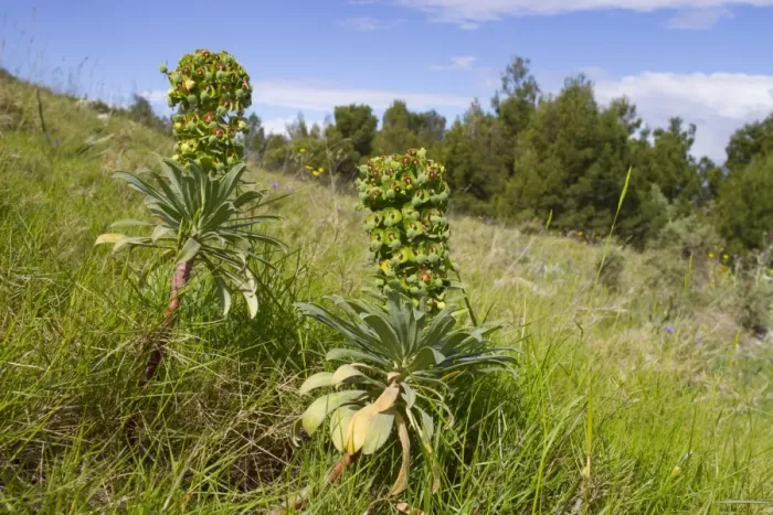 Framed Print : Large Mediterranean Spurge (Euphorbia characias) flowering, growing in open stony habitat, Ile St Framed Print : Large Mediterranean Spurge (Euphorbia characias) flowering, growing in open stony habitat, Ile St