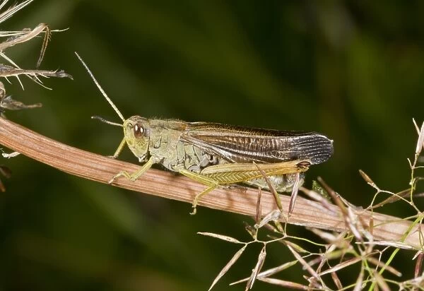 Large Mountain Grasshopper (Chorthippus scalaris) adult male, resting on stem, Auvergne, France, August