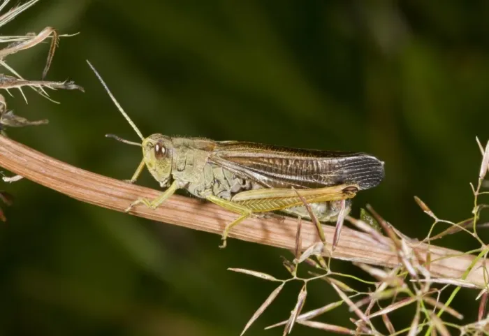 Framed Print : Large Mountain Grasshopper (Chorthippus scalaris) adult male, resting on stem, Auvergne, France, August