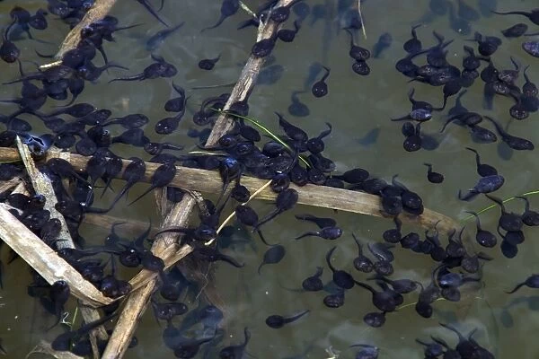 Large number of toad tadpoles in Norfolk dyke