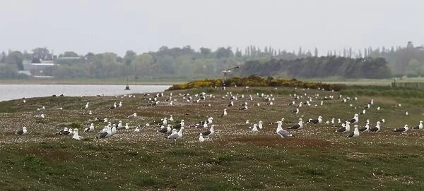 Large numbers of Lesser Black backed and Herring Gulls now nest on Havergate Island - Suffolk