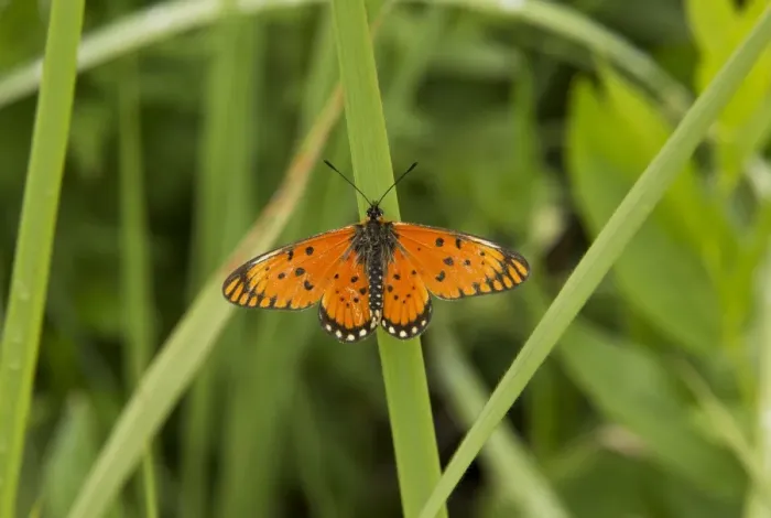 Framed Print : Large Orange Acraea (Acraea anacreon) adult, basking on leaf, Royal Natal N. P Framed Print : Large Orange Acraea (Acraea anacreon) adult, basking on leaf, Royal Natal N. P