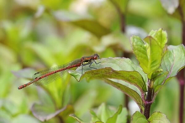 Large Red Damselfly (Pyrrhosoma nymphula) adult male, resting on Water Mint (Mentha aquatica) leaf, Oxfordshire