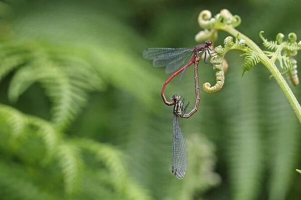 Large Red Damselfly (Pyrrhosoma nymphula) adult pair, mating in wheel position, Suffolk, England, june