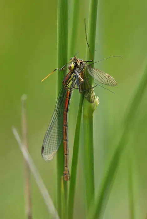 Framed Print : Large Red Damselfly (Pyrrhosoma nymphula) adult, feeding on cranefly prey, Norfolk, England, June Framed Print : Large Red Damselfly (Pyrrhosoma nymphula) adult, feeding on cranefly prey, Norfolk, England, June