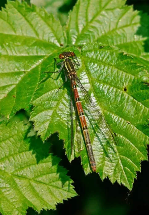 Framed Print : Large Red Damselfly (Pyrrhosoma nymphula) adult female, resting on leaf, West Sussex, England, april Framed Print : Large Red Damselfly (Pyrrhosoma nymphula) adult female, resting on leaf, West Sussex, England, april